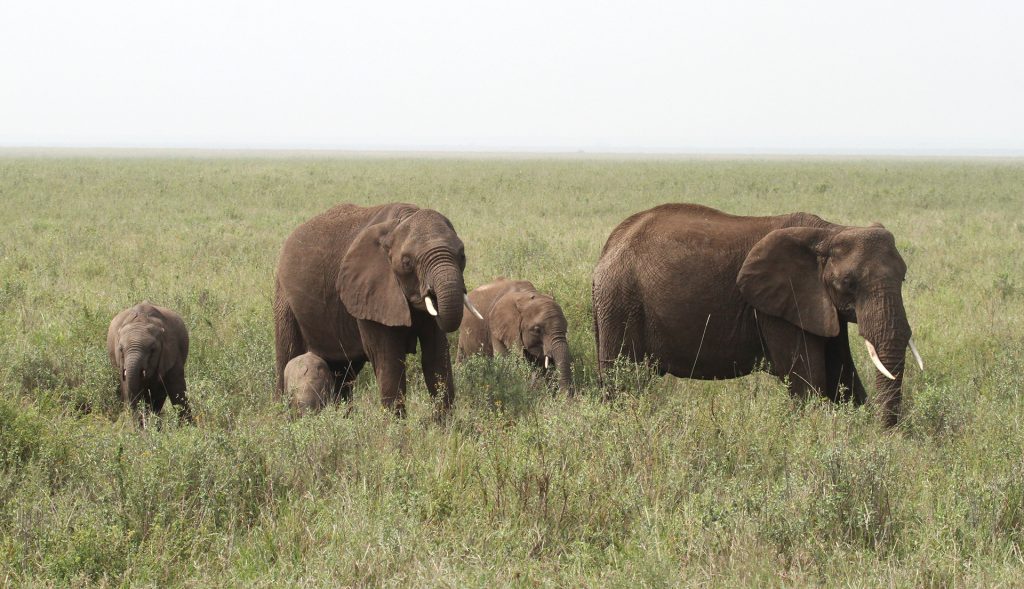 tanzania ngorongoro serengeti tarangire manyara exploringafrica safariadv romina facchi travel safari