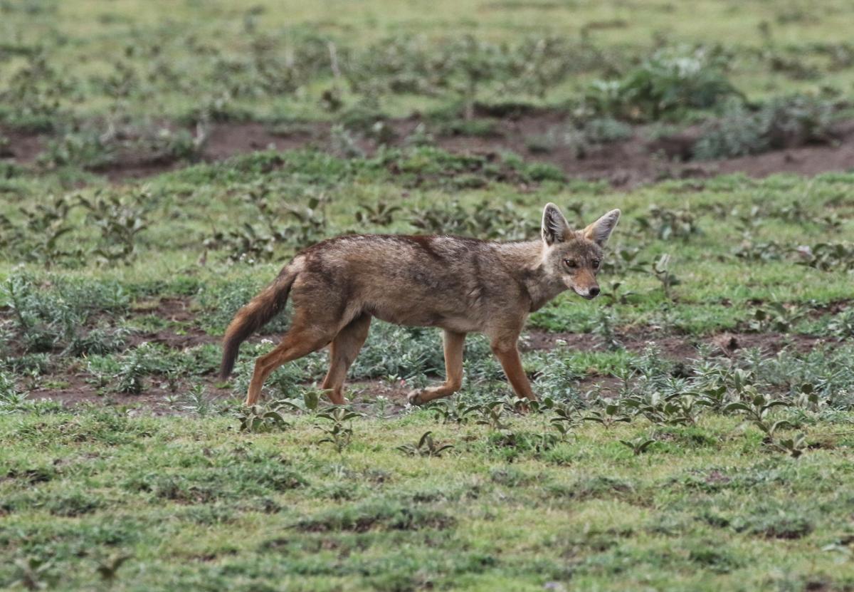 tanzania exploringafrica safariadv romina facchi