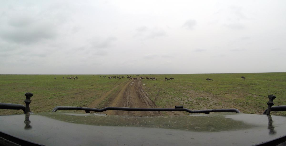 tanzania exploringafrica safariadv romina facchi travel serengeti migration