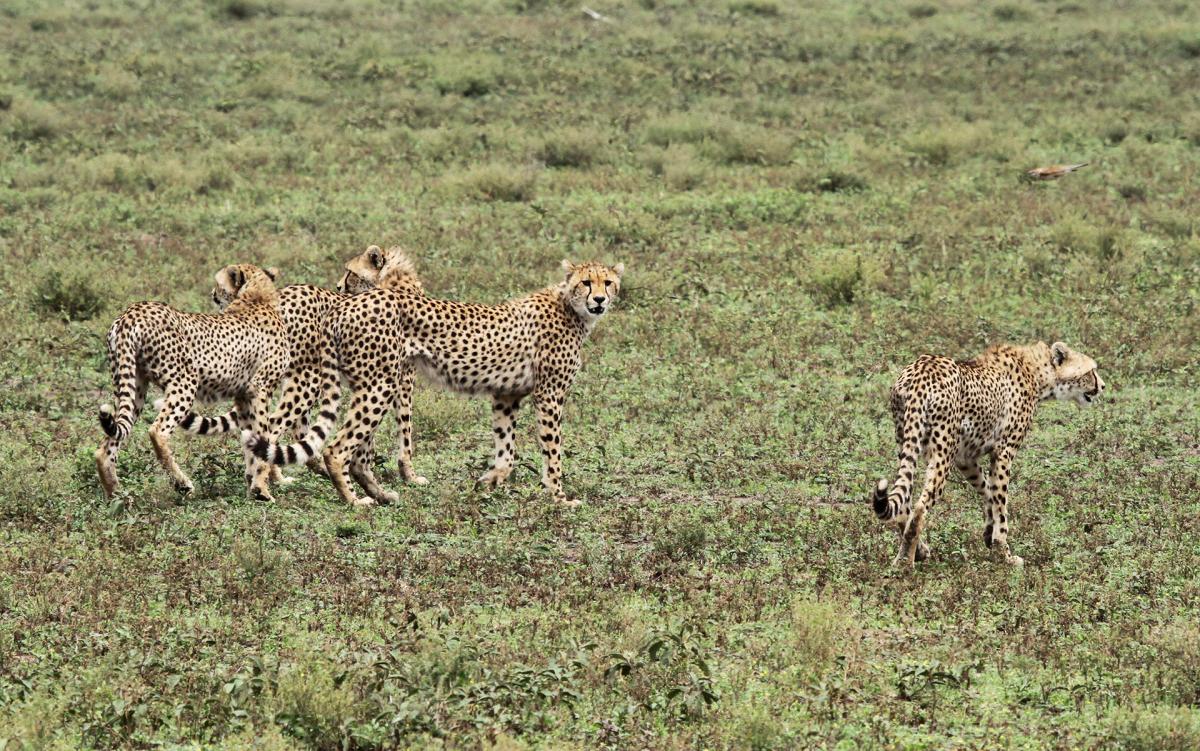 tanzania lion exploringafrica safariadv travel romina facchi safari serengeti