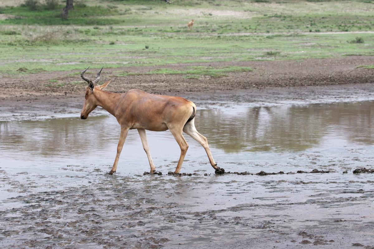 tanzania lion exploringafrica safariadv travel romina facchi safari serengeti