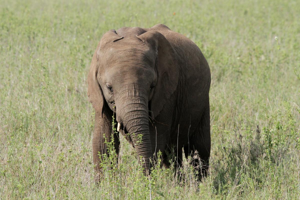 tanzania serengeti romina facchi exploringafrica safariadv 