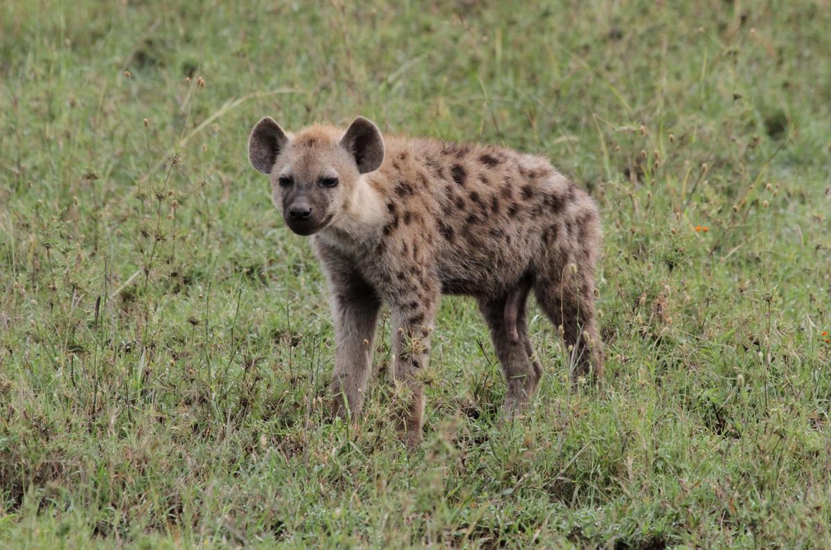 tanzania serengeti romina facchi exploringafrica safariadv 