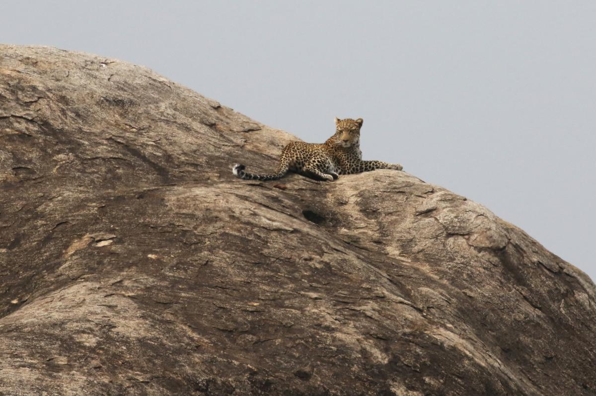 tanzania serengeti romina facchi exploringafrica safariadv 