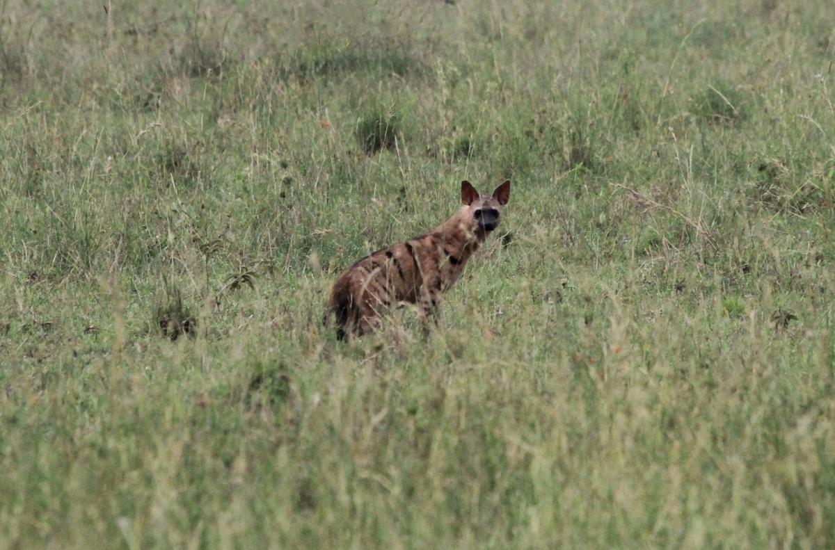 tanzania serengeti romina facchi exploringafrica safariadv 