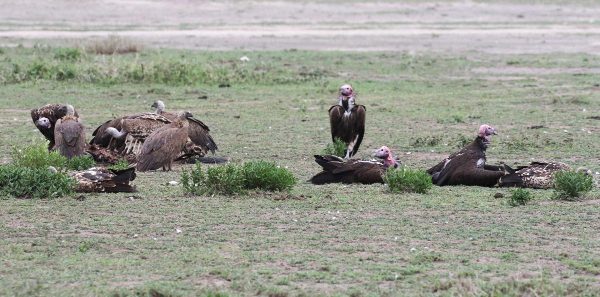 tanzania lion exploringafrica safariadv travel romina facchi safari serengeti