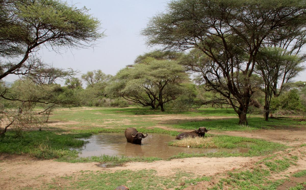 tanzania manyara exploringafrica safariadv romina facchi travel safari