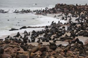 namibia cape cross Namibia travel exploringafrica safariadv safari