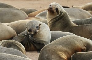 namibia cape cross Namibia travel exploringafrica safariadv safari