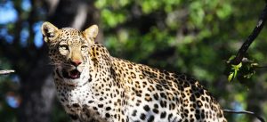 botswana safari leopard africa safariadv exploringafrica romina facchifacchi