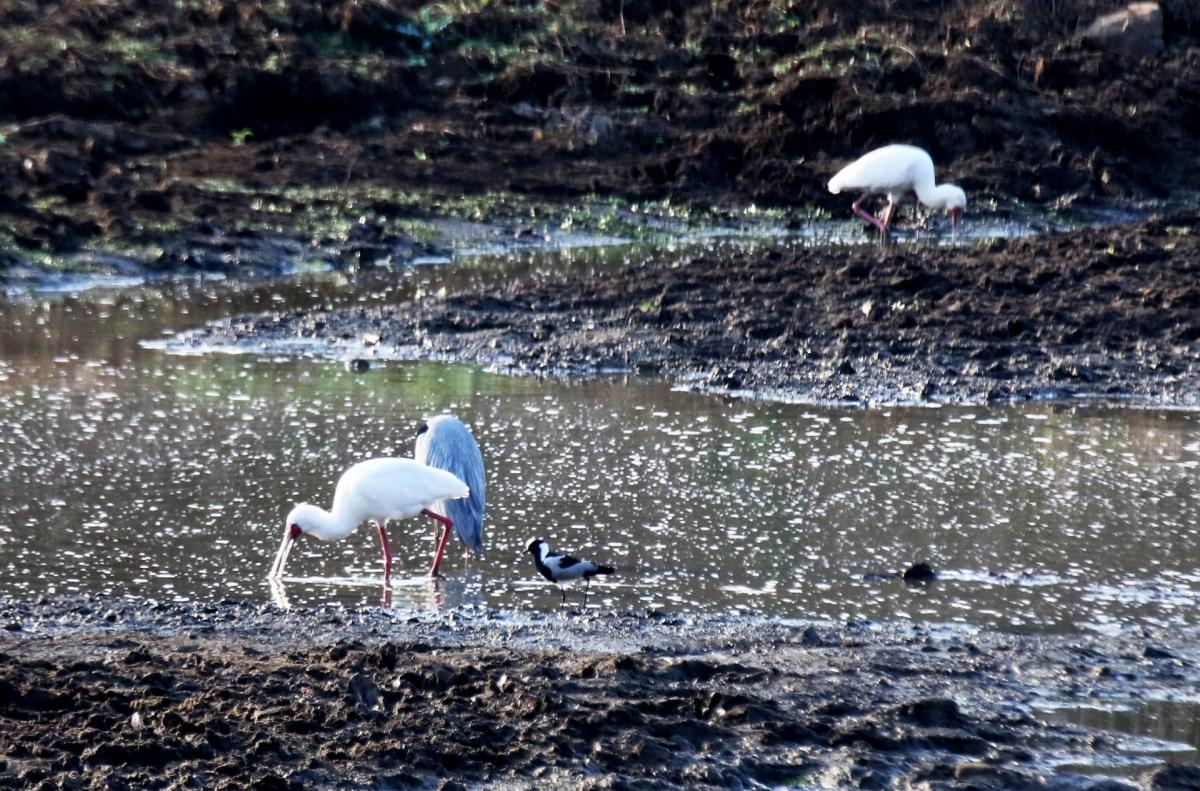 south africa sudafrica exploringafrica safariadv kruger jackal safari travel