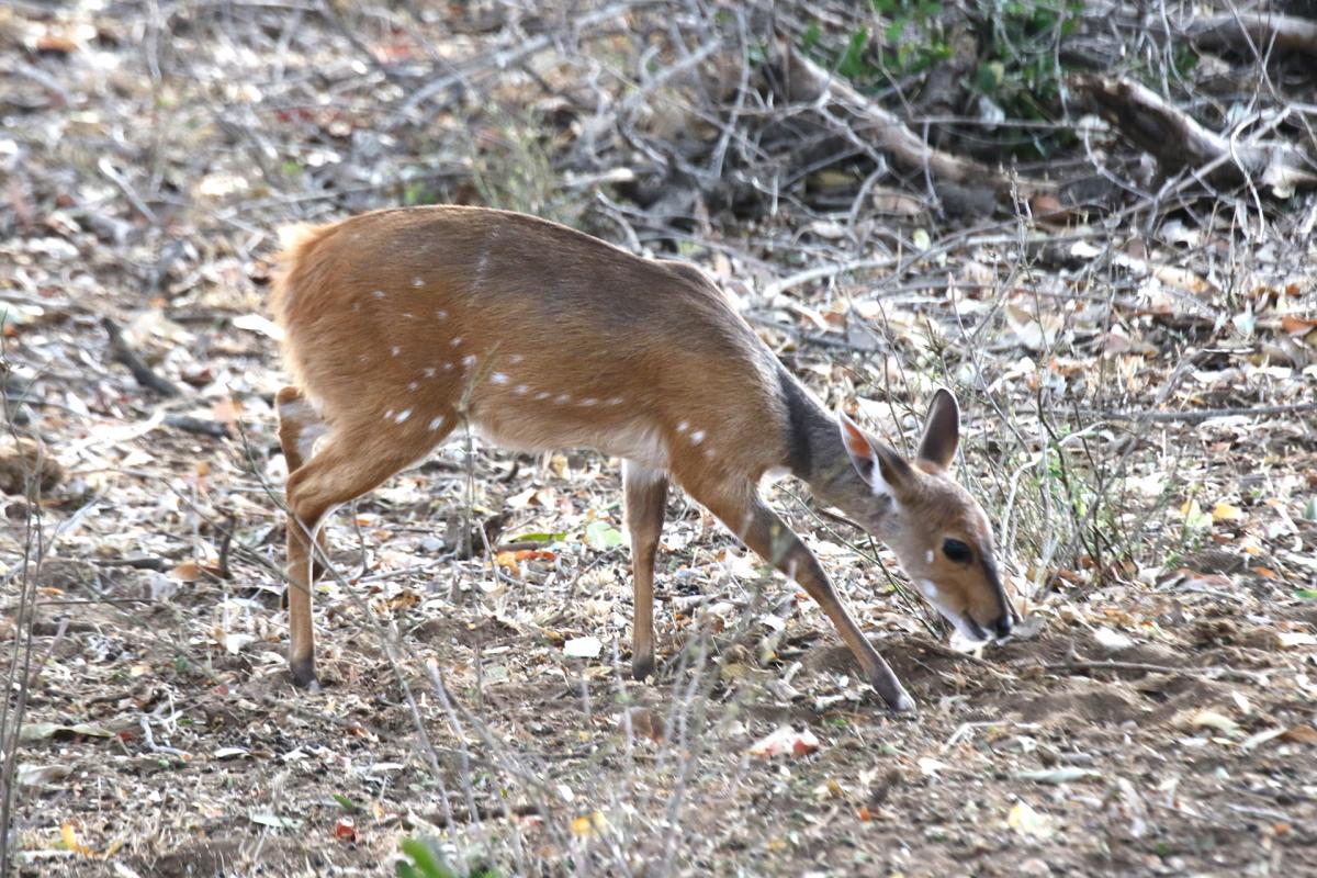 south africa sudafrica exploringafrica safariadv kruger jackal safari travel