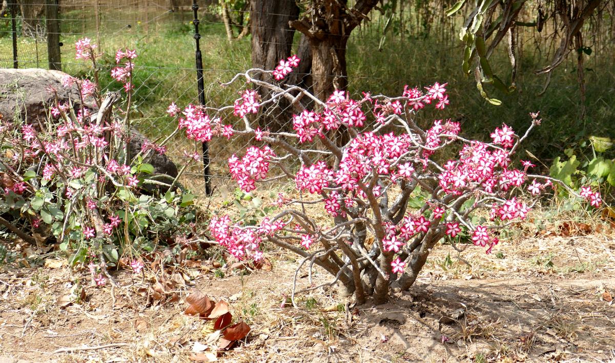 kruger southafrica exploringafrica safariadv 