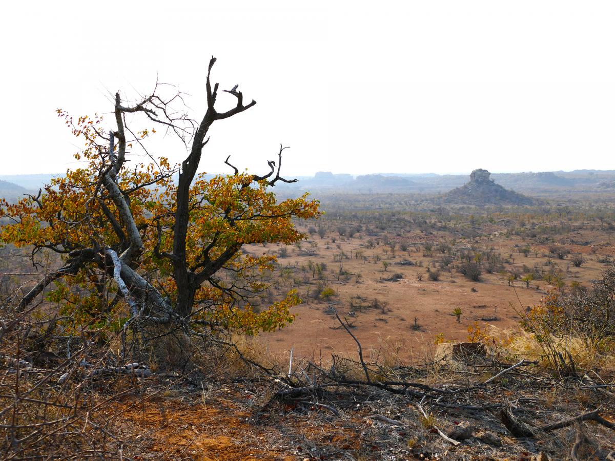 Mapungubwe National Park exploringafrica safariadv South Africa