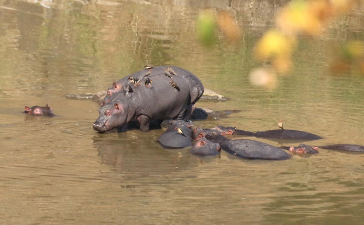 south africa sudafrica exploringafrica safariadv kruger elephant safari travel