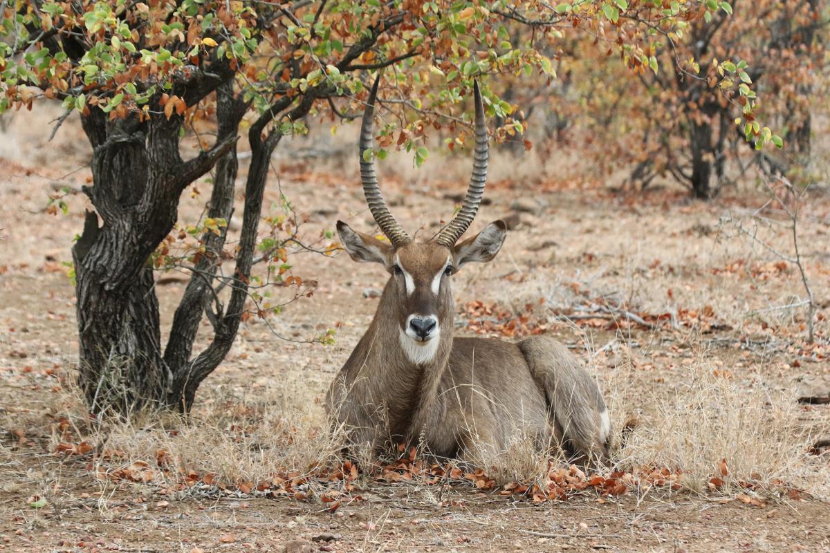 kruger southafrica exploringafrica safariadv 