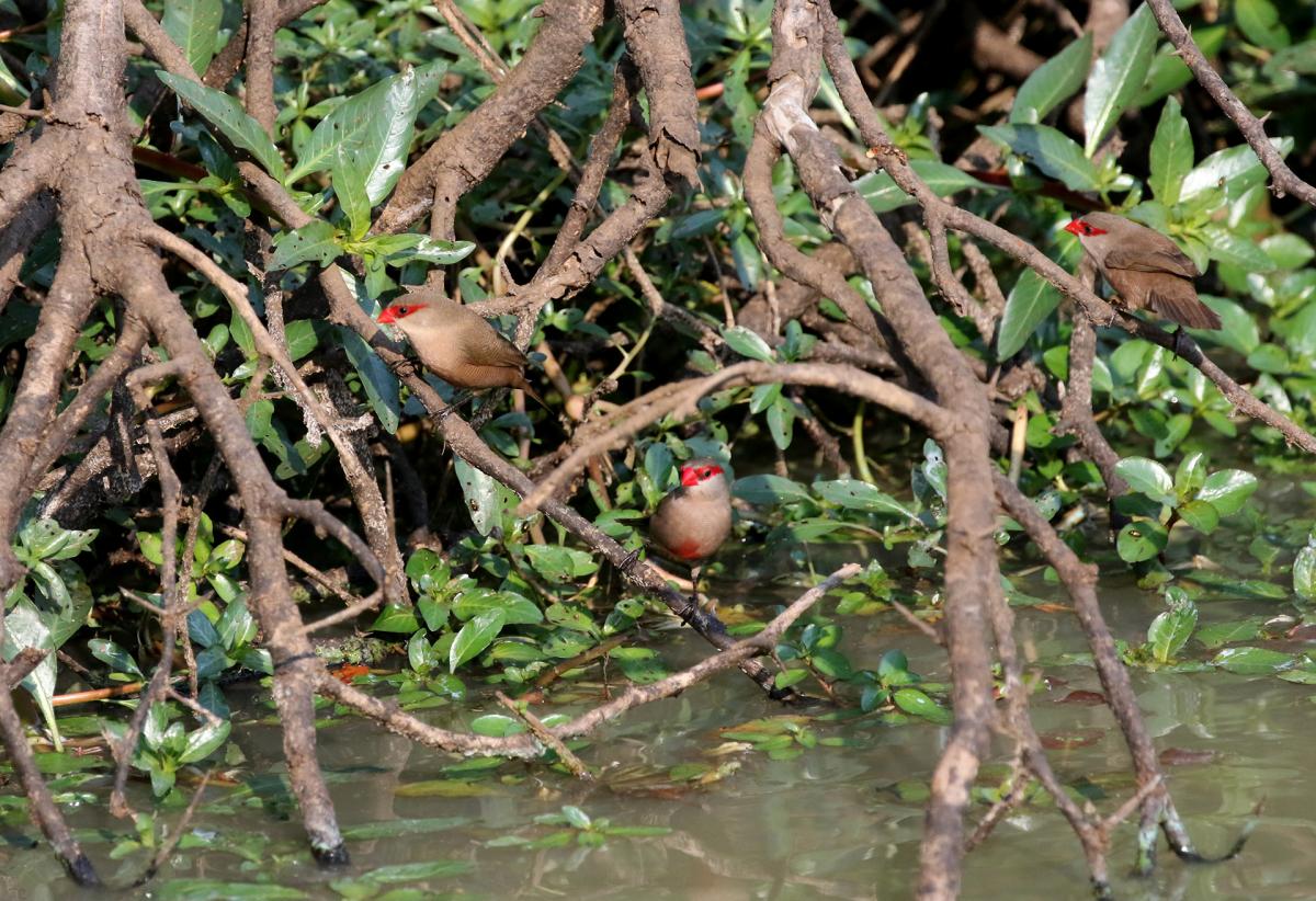 south africa sudafrica exploringafrica safariadv isimangaliso safari travelravel