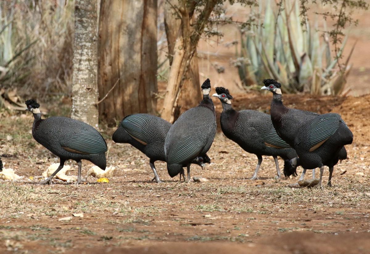 Hlane Royal National Park swaziland exploringafrica safariadv.