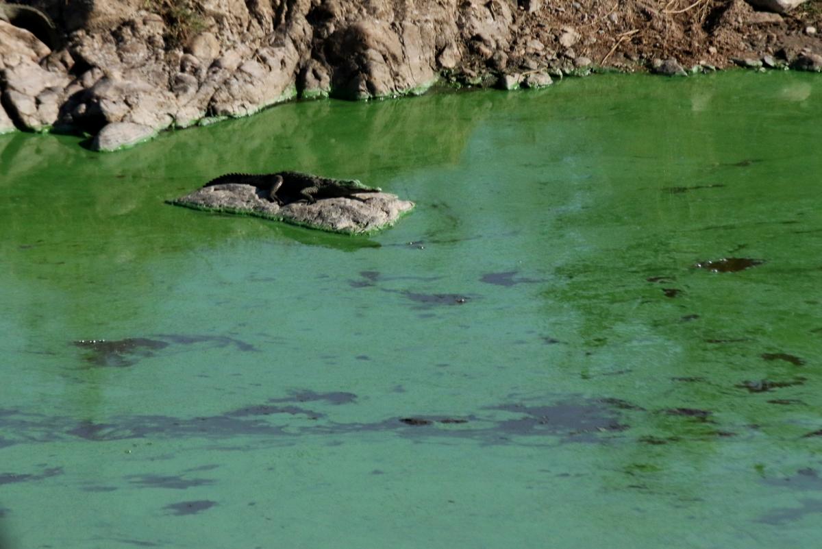 south africa sudafrica exploringafrica safariadv kruger rhino safari travel