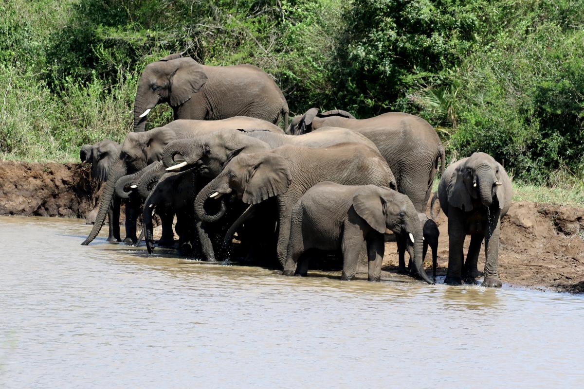 south africa sudafrica exploringafrica safariadv Hluhluwe-iMfolozi safari travel