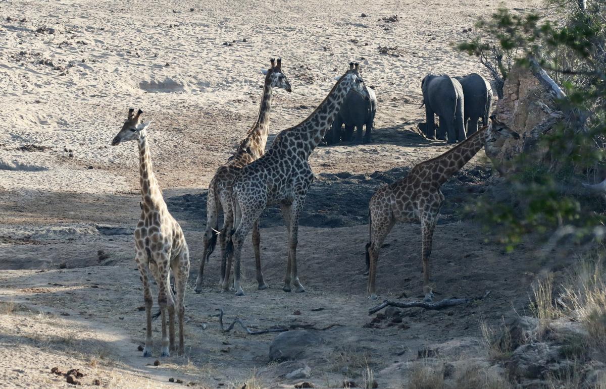 south africa sudafrica exploringafrica safariadv kruger rhino safari travel