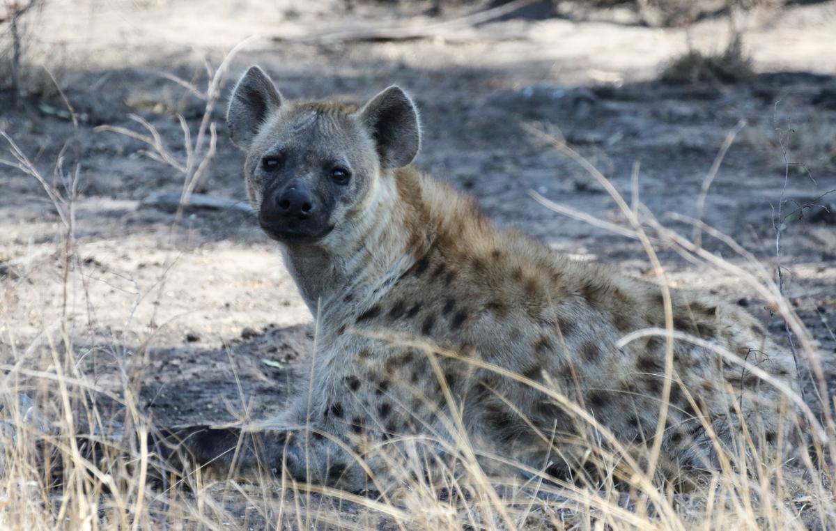 south africa sudafrica exploringafrica safariadv kruger rhino safari travel