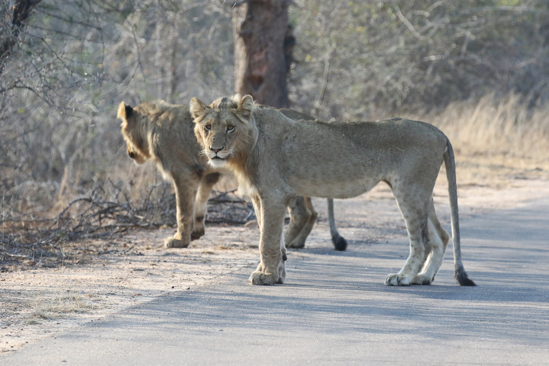 south africa sudafrica exploringafrica safariadv kruger lion safari travel