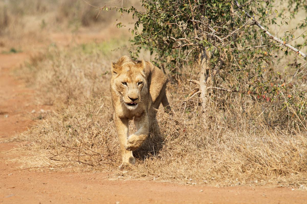 swaziland exploringafrica safariadv romina facchi travel safari africa