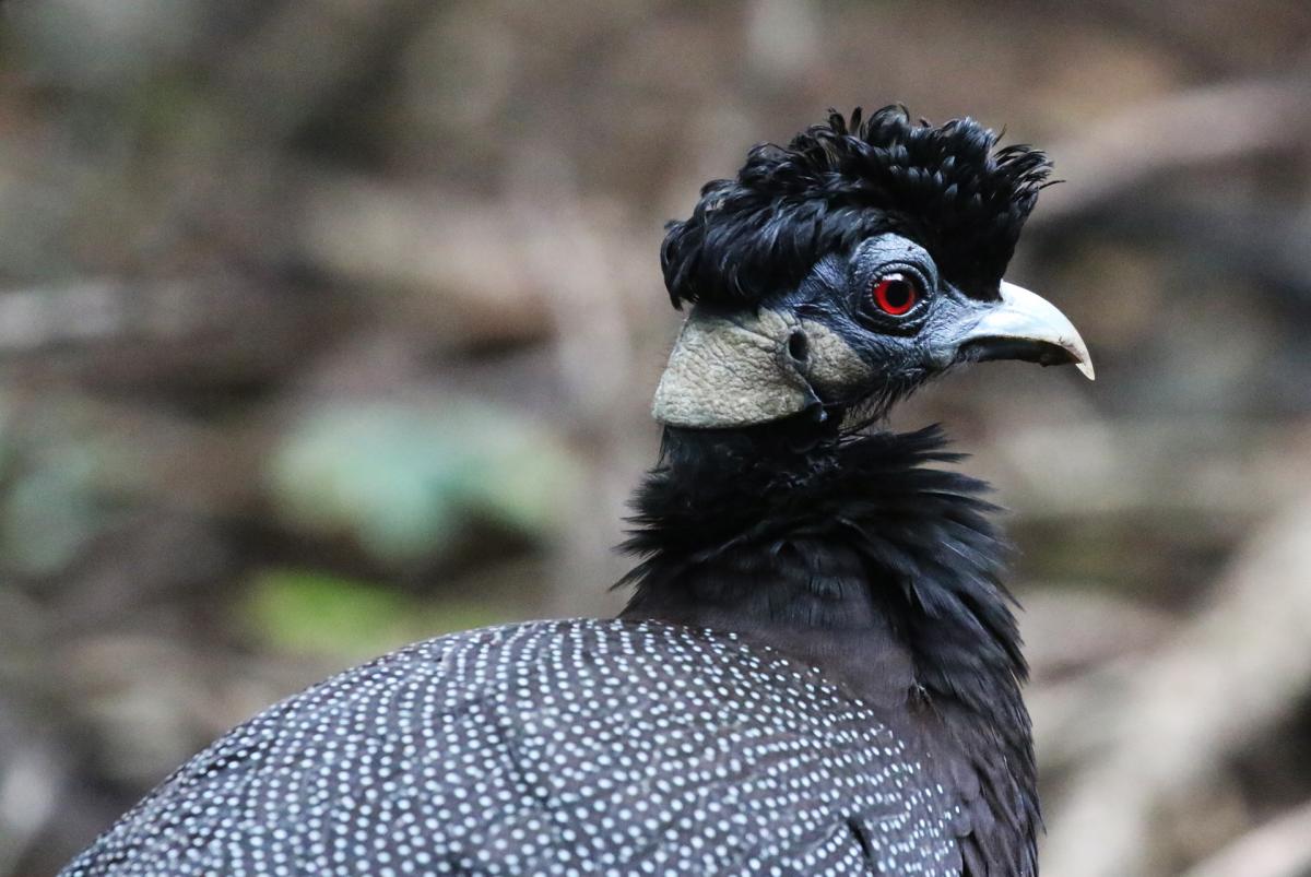 Mkhaya Game Reserve exploringafrica safariadv swaziland