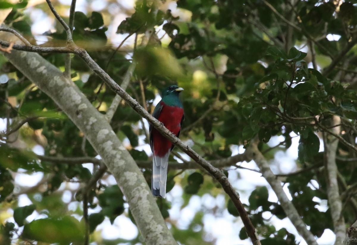 south africa sudafrica exploringafrica safariadv isimangaliso safari travelravel