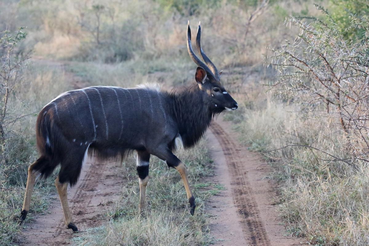 swaziland exploringafrica safariadv romina facchi travel safari africa