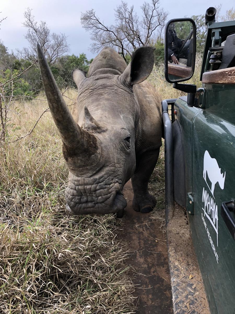 Mkhaya Game Reserve exploringafrica safariadv swaziland