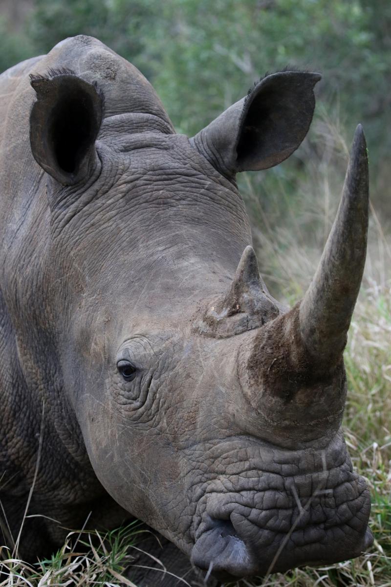 Mkhaya Game Reserve exploringafrica safariadv swaziland