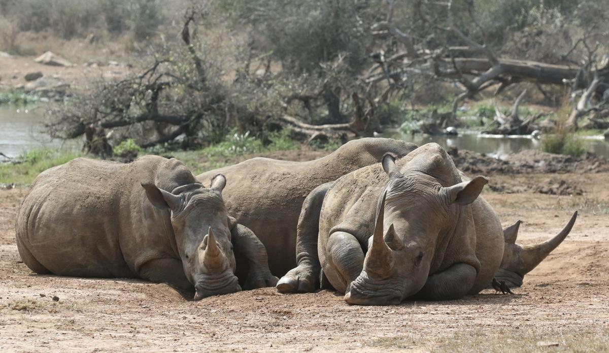 Hlane Royal National Park swaziland exploringafrica safariadv.