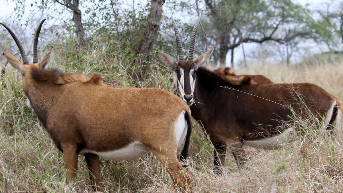 Mkhaya Game Reserve exploringafrica safariadv