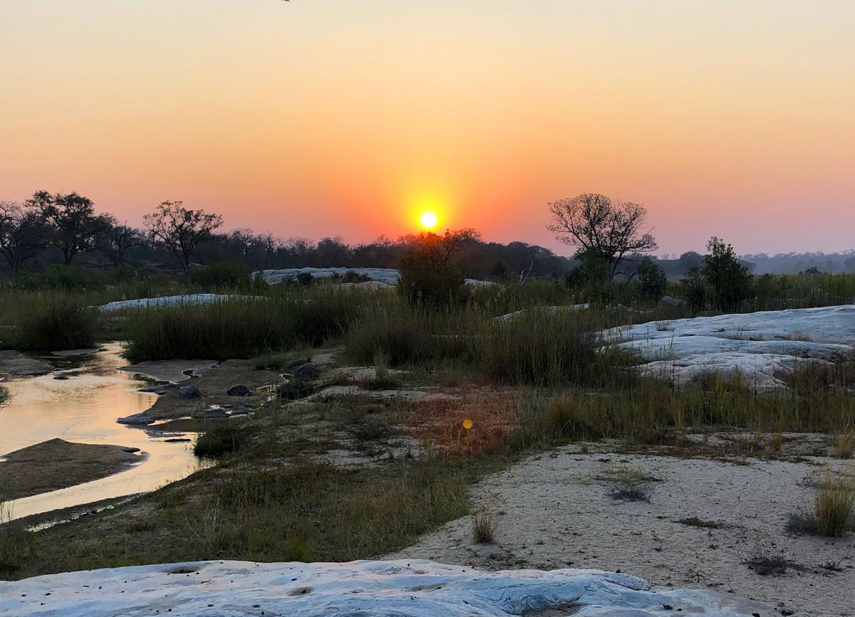 lion exploringafrica safariadv southafrica kruger travel safari