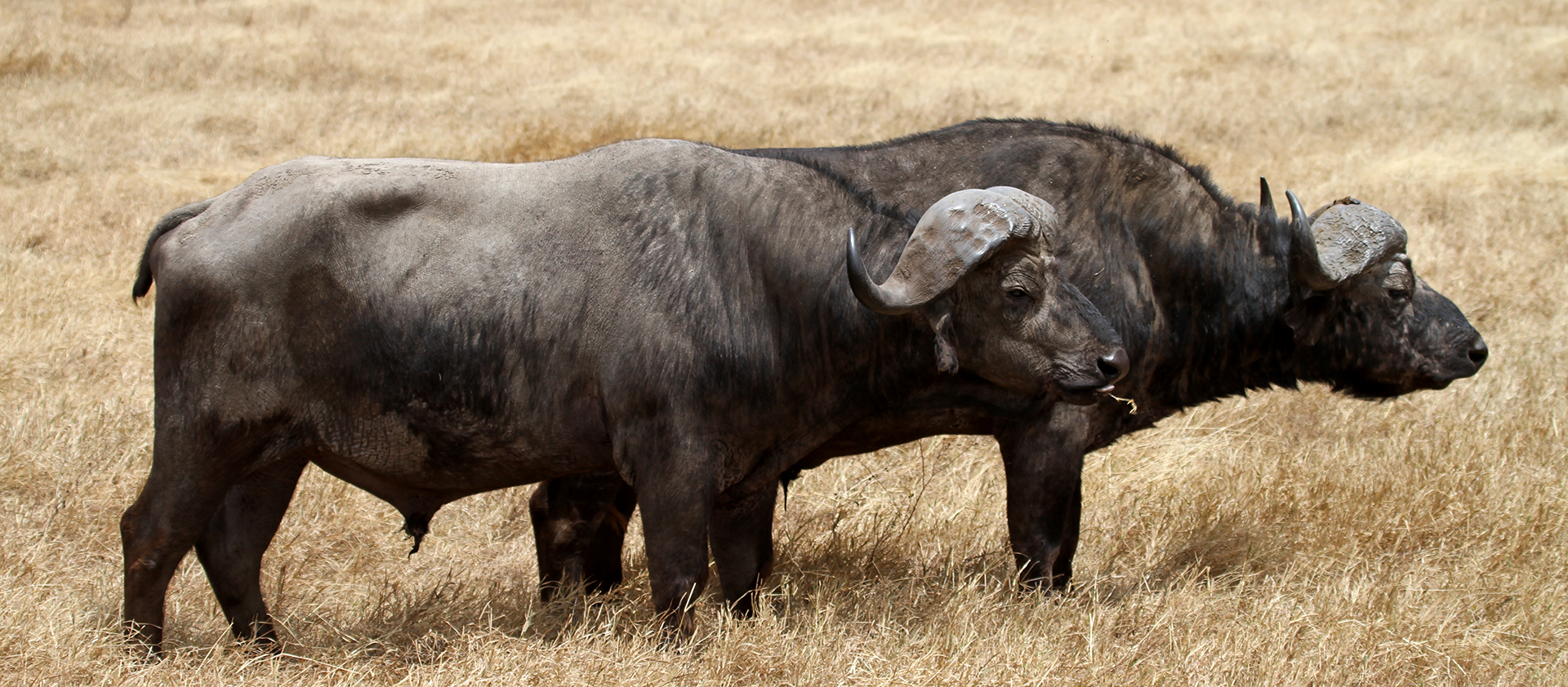 tanzania ngorongoro buffalo exploringafrica safariadv romina facchi