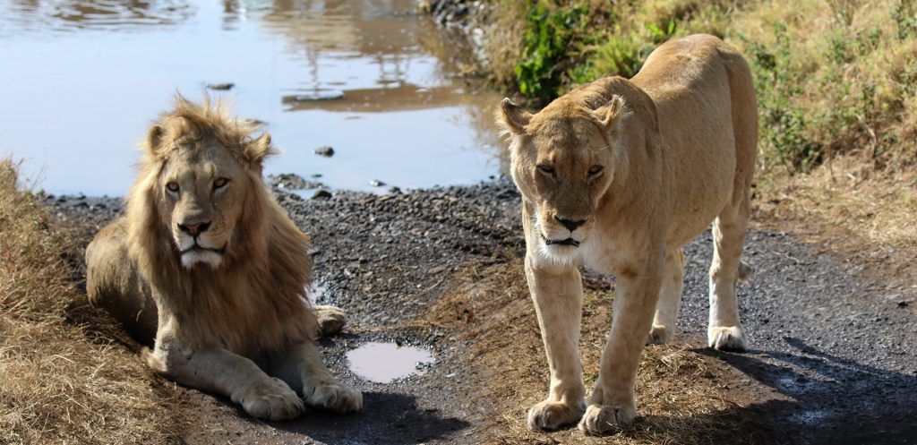 tanzania ngorongoro lion exploringafrica safariadv romina facchi