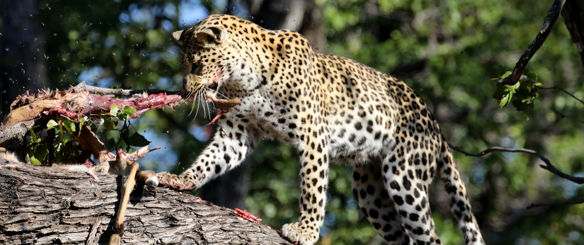 botswana moremi leopard romina facchi exploringafrica safariadv