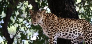 botswana moremi leopard romina facchi exploringafrica safariadv