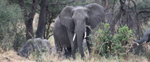 tanzania tarangire elephant exploringafrica safariadv romina facchi