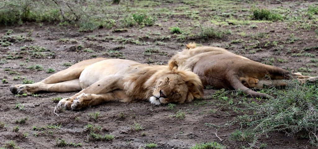 tanzania ndutu lion exploringafrica safariadv romina facchi