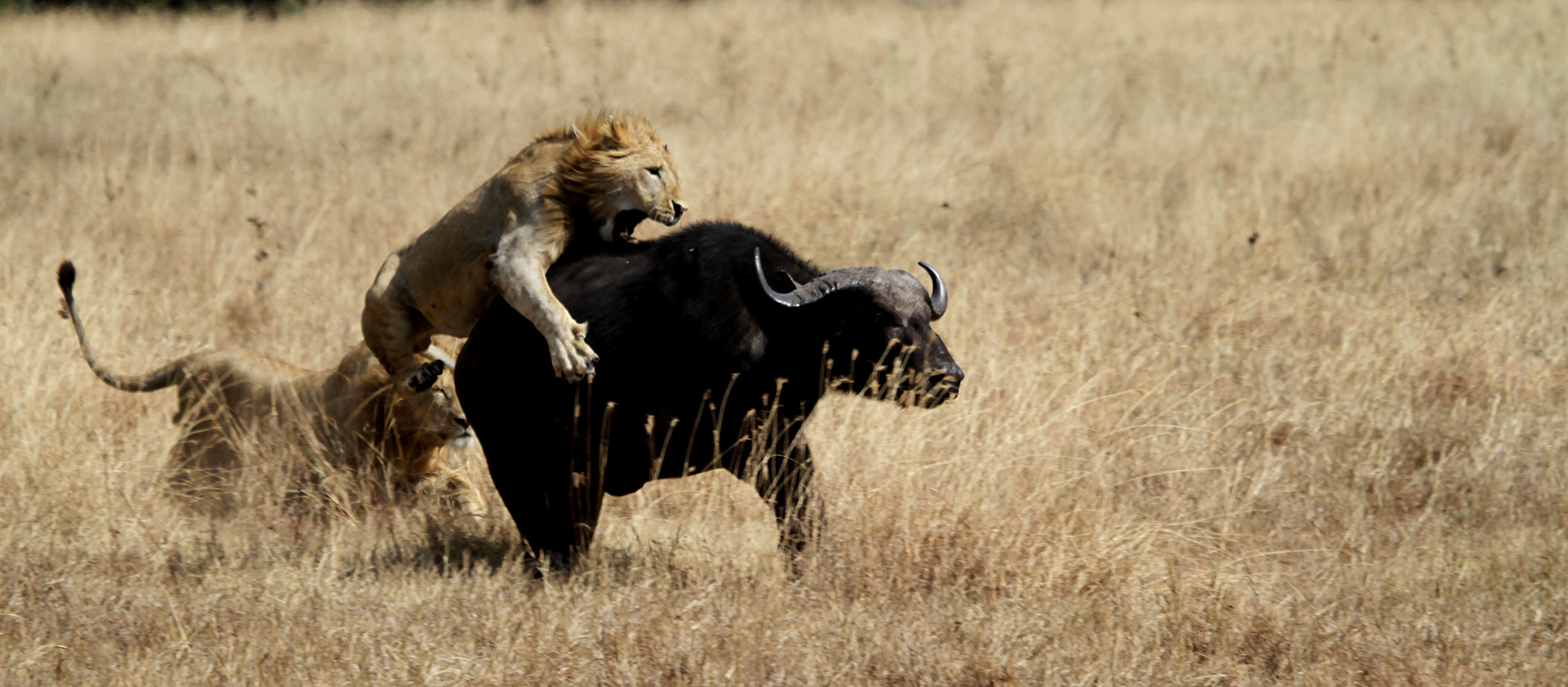 tanzania ngorongoro lion exploringafrica safariadv romina facchi