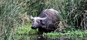 tanzania ngorongorobuffalo exploringafrica safariadv romina facchi