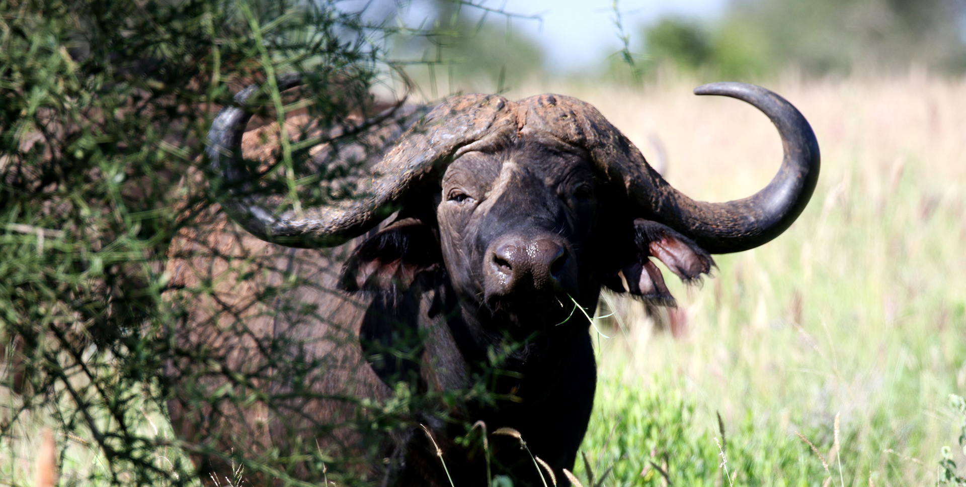 kenya tsavo buffalo exploringafrica safariadv