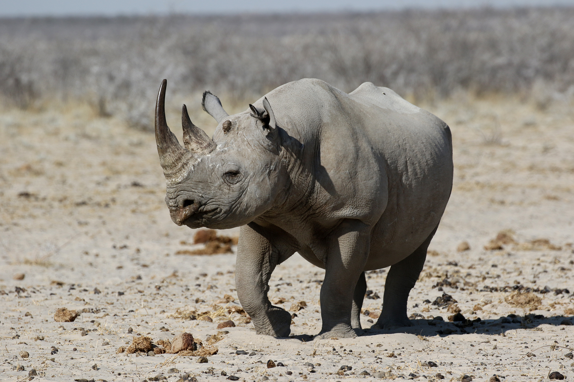 namibia rhino etosha exploring africa safariadv romina facci