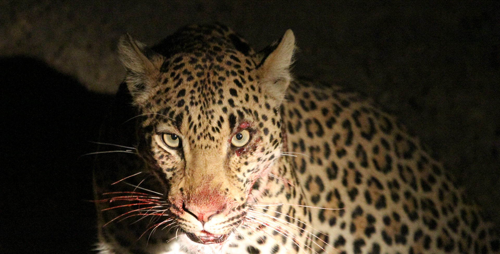 zambia luangwa leopard romina facchi exploringafrica safariadv