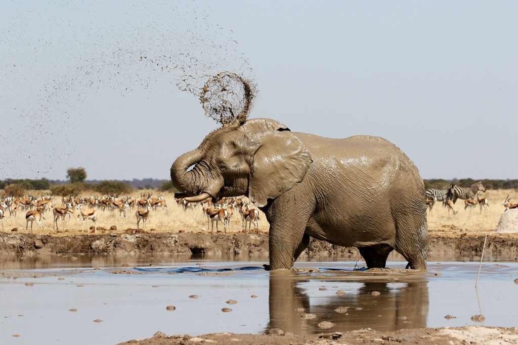 botswana nxai elephant romina facchi exploringafrica safariadv