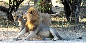 tanzania ruaha lion exploringafrica safariadv romina facchi