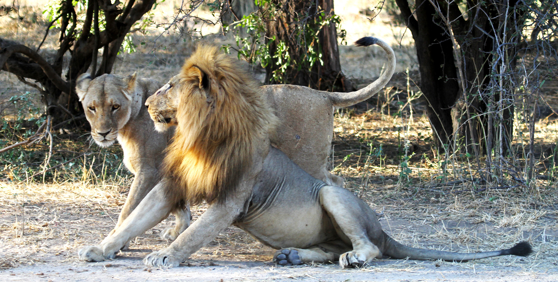 tanzania ruaha lion exploringafrica safariadv romina facchi